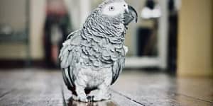 African Grey Parrot as pet