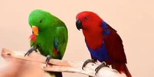 Eclectus Parrot as pet