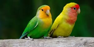 Love Bird as pet