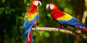 Macaw-as-pet