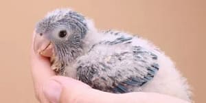 Quaker Parrot as pet