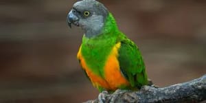 Senegal Parrot as pet