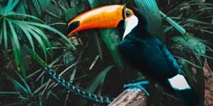 Toucan Bird as pet
