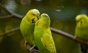 health care and maintenance of budgie bird
