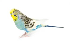 selecting a budgie